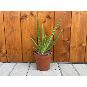 Aloe vera (Aloe vera) - výška 15-25 cm, kont. C1L